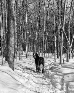 Dog on snow covered field