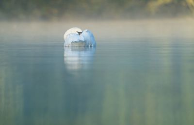 Close-up of a swan bird floating on a misty lake