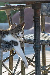 Cat sitting on railing