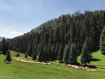 View of a sheep on a field