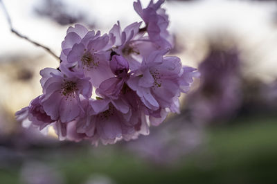 Close-up of purple flowering plant