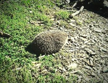 View of an animal on field