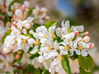 Close-up of white cherry blossoms