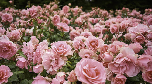 Close-up of pink flowers