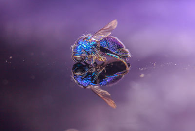 Close-up of spider on web against blue background