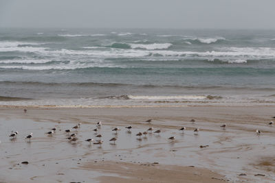 Seagulls at beach