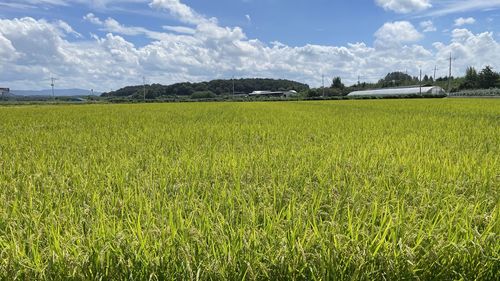 Scenic view of agricultural field