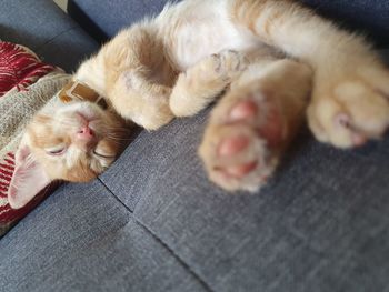 High angle view of cat sleeping