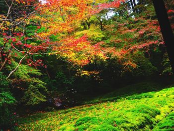 Maple tree in forest during autumn