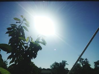 Low angle view of trees against clear sky