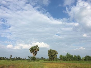 Trees on field against sky