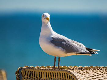 Seagull perching on white background