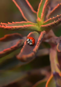 Close-up of ladybug on plant