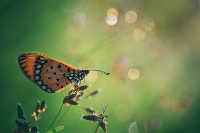 Butterfly on the garden