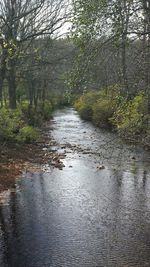 View of canal along trees