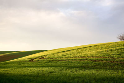 Scenic view of agricultural field against sky