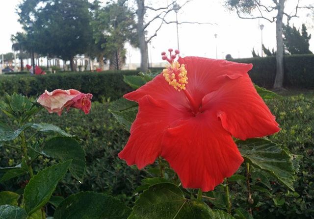 flower, freshness, red, growth, petal, fragility, flower head, beauty in nature, plant, focus on foreground, blooming, nature, close-up, field, in bloom, park - man made space, day, leaf, green color, blossom