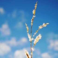 Close-up of flowers against blue sky