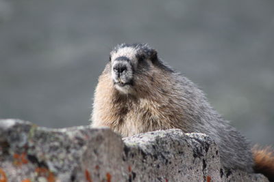 A hoary marmot sitting on rocks