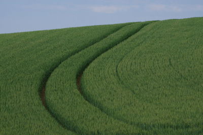 Scenic view of agricultural field against sky