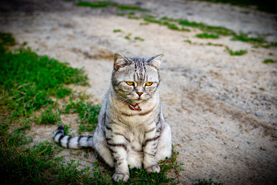 Portrait of cat sitting outdoors