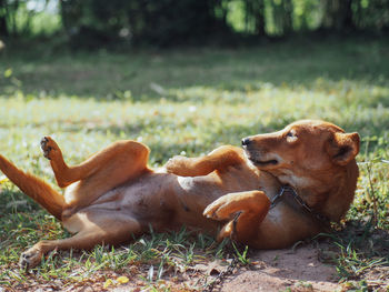 Close-up of dog sitting on field