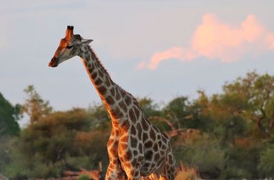 Close-up of a giraffe against the sky