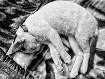 High angle view of dog sleeping on bed