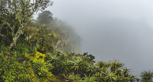 Scenic view of forest against sky