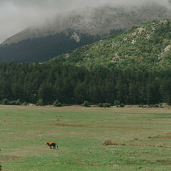 Scenic view of field against mountain