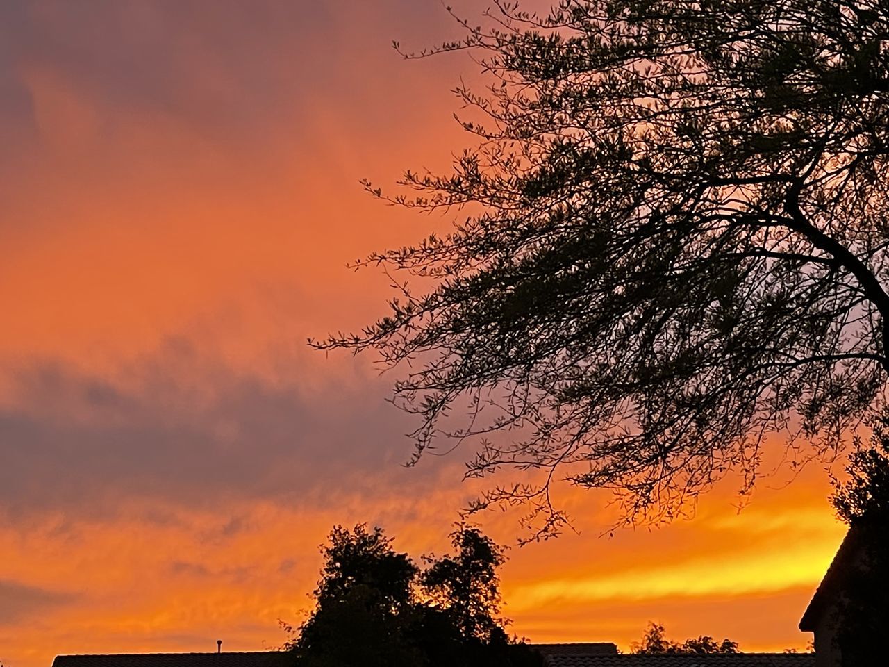 LOW ANGLE VIEW OF SILHOUETTE TREE AGAINST DRAMATIC SKY