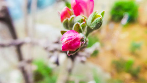 Close-up of pink flowering plant