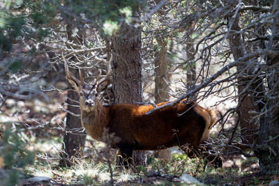 Horse in forest