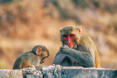 Monkeys sitting outdoors