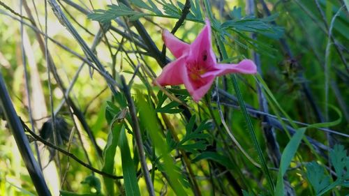 Close-up of flower blooming outdoors