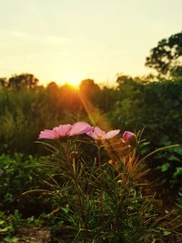 Close-up of pink flowering plants on field against sky during sunset