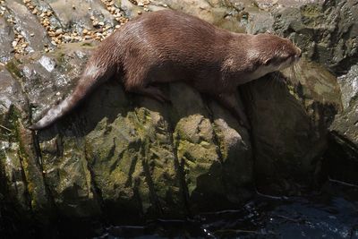 Close-up of lizard on rock