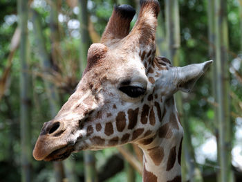 Close-up of giraffe against trees