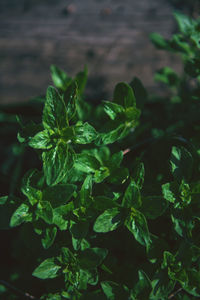 High angle view of fresh green plant