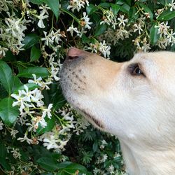 Close-up of a dog looking away