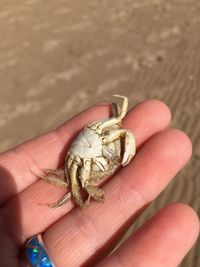 Close-up of hand holding lizard