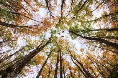 Low angle view of trees in forest during autumn