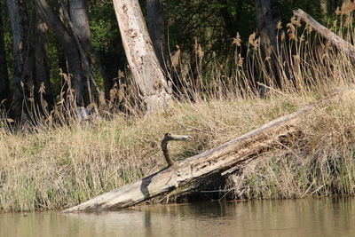 View of birds in lake