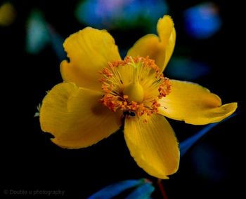 Close-up of yellow flowering plant