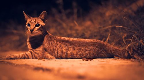 Portrait of a cat on field