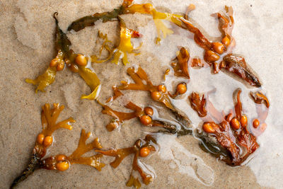 Seaweed algae in the water on white sand.