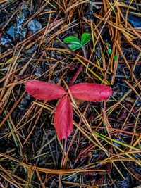 High angle view of red flower