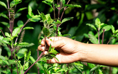 Close-up of hand holding plant