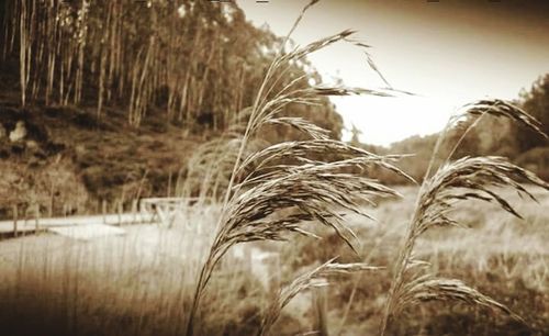 Plants growing on field