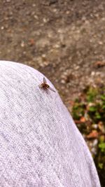 High angle view of ladybug on man